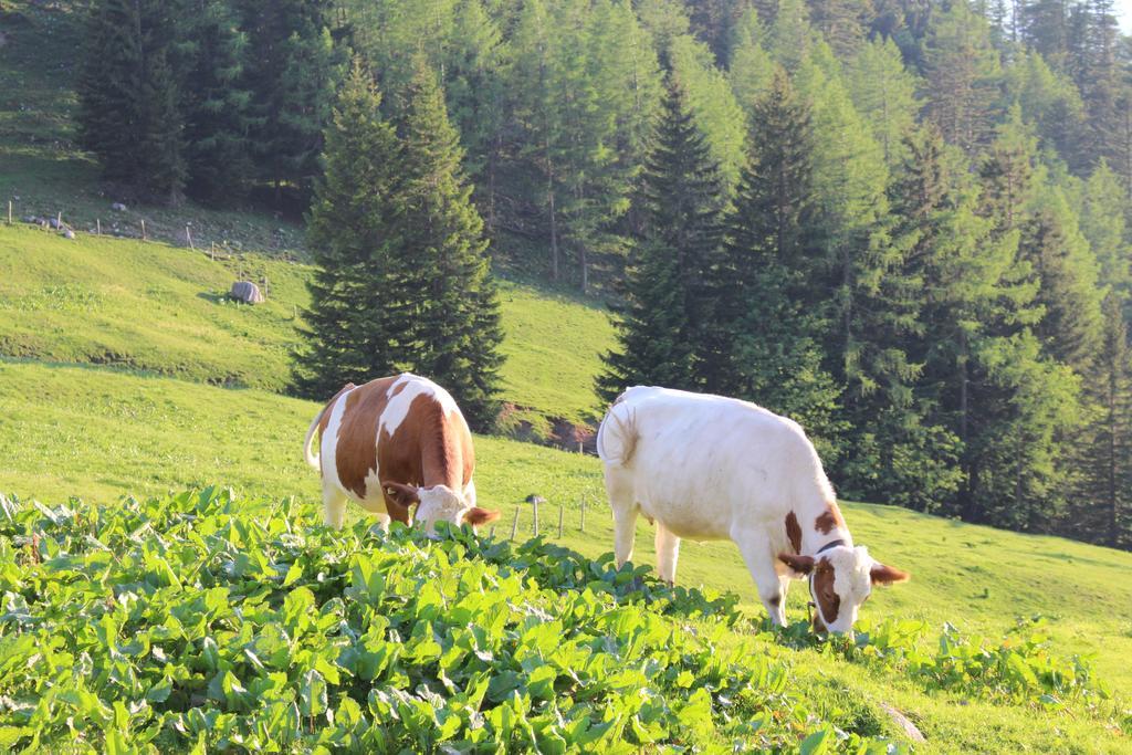 Salzburger Dolomitenhof 애나버그임라메탈 외부 사진